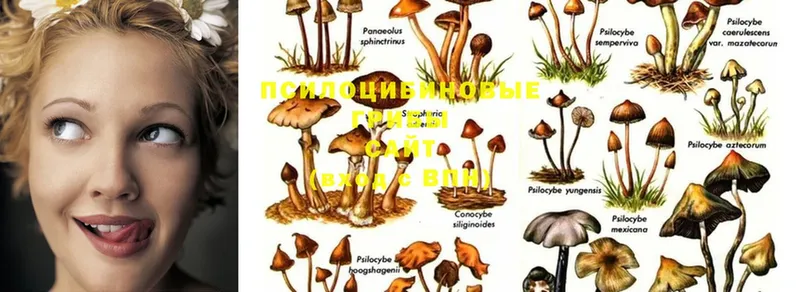 цены   Алупка  Галлюциногенные грибы Psilocybine cubensis 